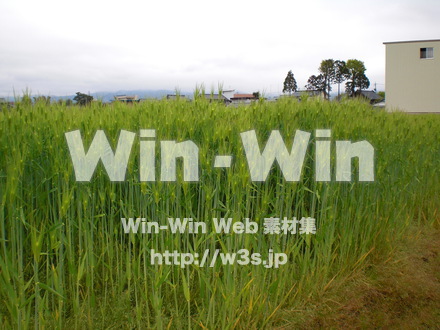 お米の写真素材 W-008276