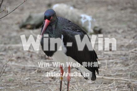 水辺の鳥の写真素材 W-009220