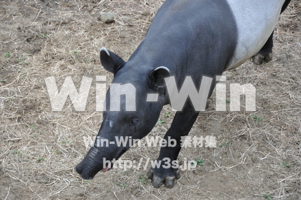 バクの写真素材 W-009653