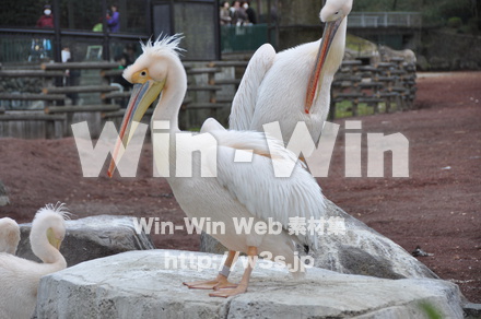 水辺の鳥の写真素材 W-009240