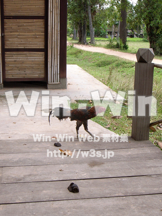 にわとりの写真素材 W-009306