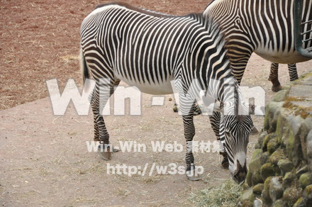 シマウマの写真素材 W-009626