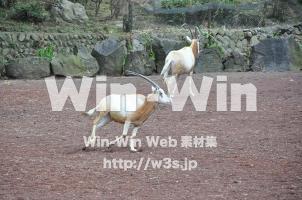 オリックスの写真素材 W-009644