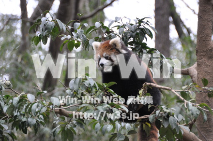 レッサーパンダの写真素材 W-009323