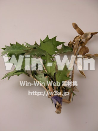 節分の写真素材 W-008423