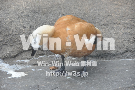 アカツクシガモの写真素材 W-009158