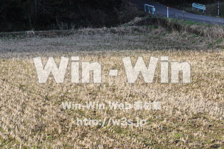 お米の写真素材 W-008289