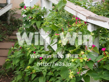 葉の写真素材 W-008612