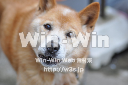 犬の写真素材 W-009098