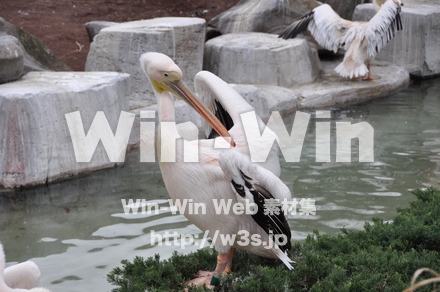 水辺の鳥の写真素材 W-009243