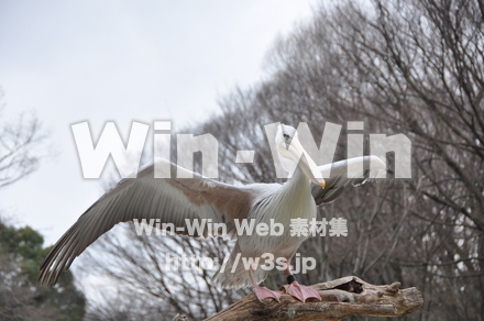 水辺の鳥の写真素材 W-009237