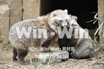 たぬきの写真素材 W-009615