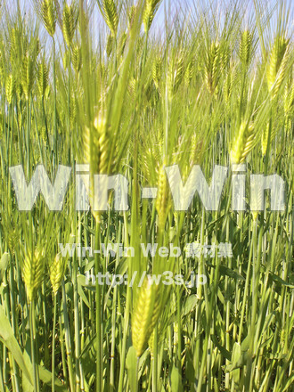 田んぼの写真素材 W-008269