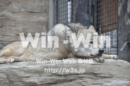 オオカミの写真素材 W-009648