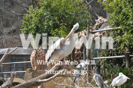 水辺の鳥の写真素材 W-009231