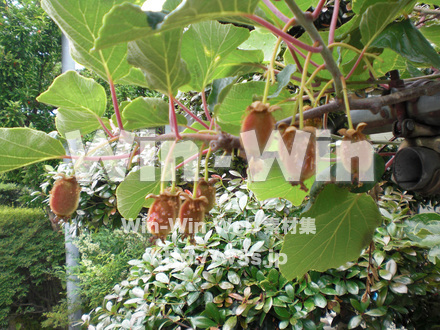 キウイの写真素材 W-008258