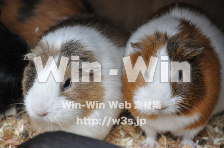 モルモットの写真素材 W-009656