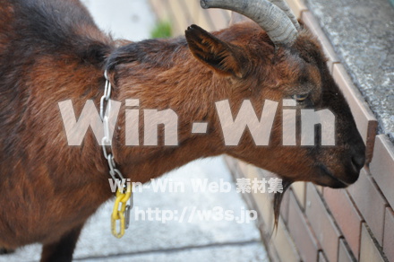 ヤギの写真素材 W-009334