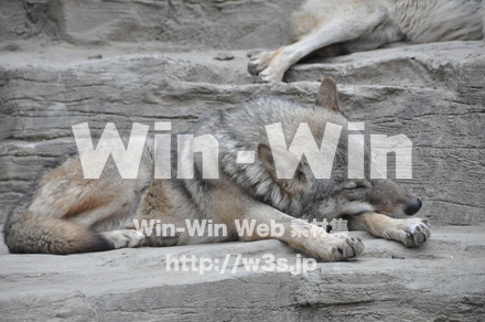 オオカミの写真素材 W-009652