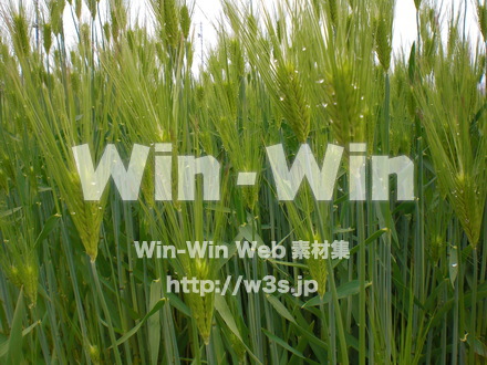 お米の写真素材 W-008277