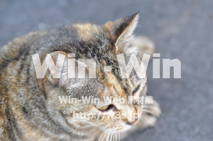 猫の写真素材 W-009116