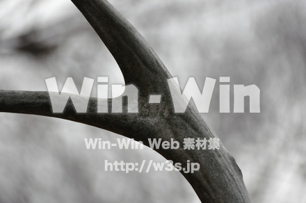 シカの写真素材 W-009647