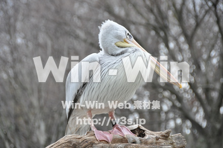 水辺の鳥の写真素材 W-009233