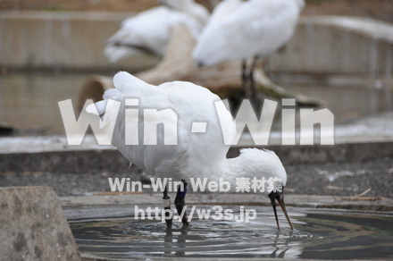 サギの写真素材 W-009210