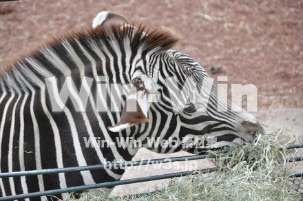 シマウマの写真素材 W-009623