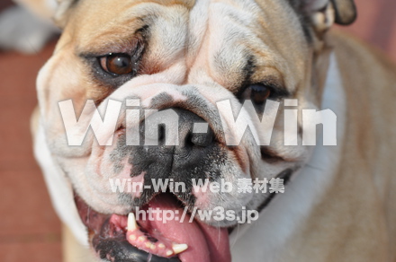 犬の写真素材 W-009099