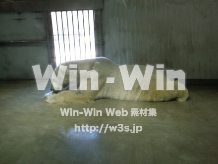 白熊の写真素材 W-009665