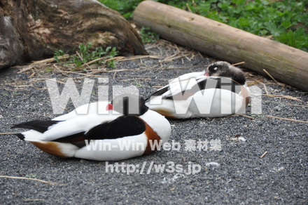 ツクシガモの写真素材 W-009173