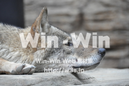 オオカミの写真素材 W-009649