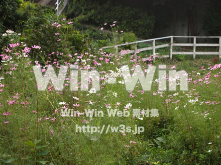 コスモスの写真素材 W-008607