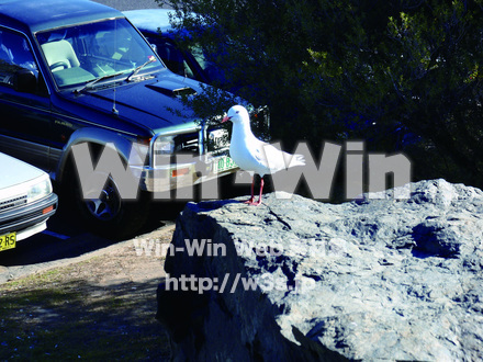 かもめの写真素材 W-009312