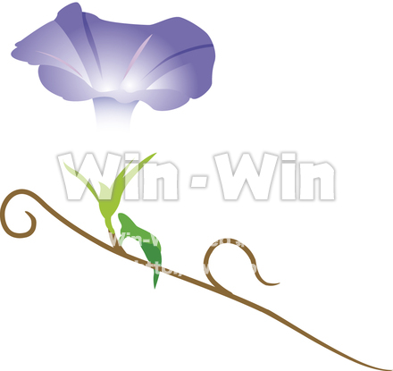 朝顔のCG・イラスト素材 W-009891