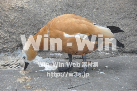 アカツクシガモの写真素材 W-009159