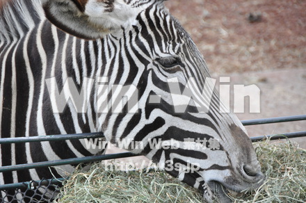 シマウマの写真素材 W-009624