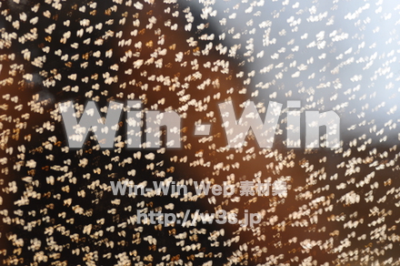 木の表情の写真素材 W-010860