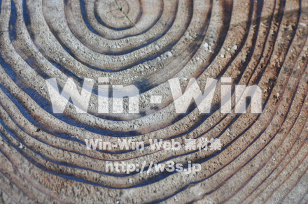 木の表情の写真素材 W-010850