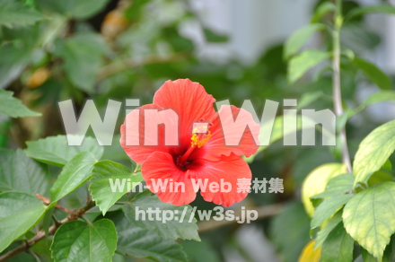ハイビスカスの写真素材 W-011813