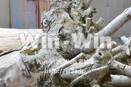 木材の写真素材 W-010186