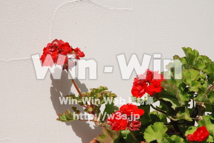 ゼラニュームの写真素材 W-011903