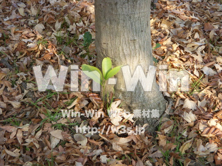 新芽の写真素材 W-011797