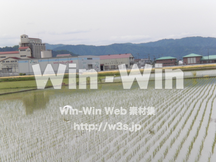 田んぼの写真素材 W-010731