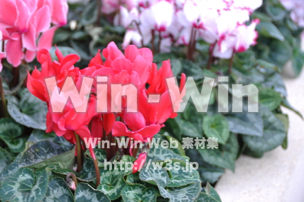 シクラメンの写真素材 W-011834