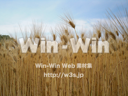 収穫の写真素材 W-010728