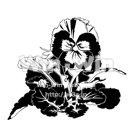 パンジーのシルエット素材 W-011724