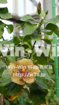 ハイビスカスの写真素材 W-011807