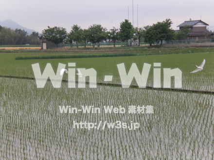 田んぼの写真素材 W-010729